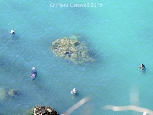4 grey seals basking