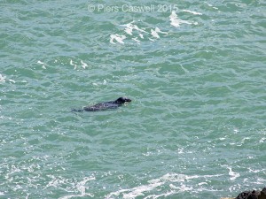 Grey seal near Pwll Hir, Goodwick, Wales