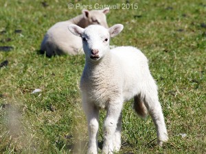 Cute little lamb