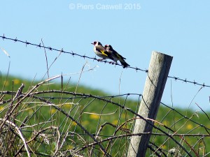 Pair of Goldfinch on barbed wire