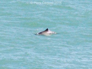 Porpoise playing near Pwll Hir, Goodwick, Wales
