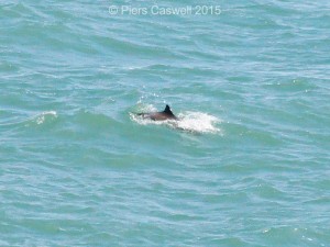Another Porpoise near Pwll Hir, Goodwick, Wales